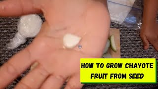 How To Grow Chayote fruit From seed [upl. by Anilehcim781]