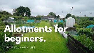 Allotments for beginners  vegetable gardening [upl. by Eisen]