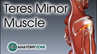 Teres Minor  Muscle Anatomy [upl. by Miah]