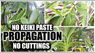 Orchid Propagation Without Cuttings or Keiki Paste [upl. by Server]