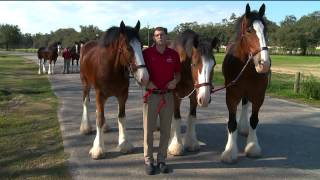 Budweiser Clydesdales Saddle Up for Mardi Gras [upl. by Kolk533]