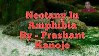 Neotany In Amphibia II By  Prashant Kanoje [upl. by Holtorf]