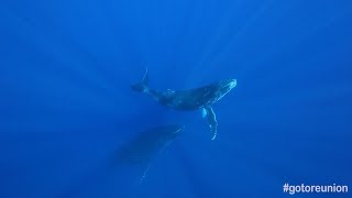 Le chant des baleines  île de La Réunion [upl. by Taimi496]