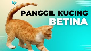 SUARA KUCING BETINA MEMANGGIL JANTAN [upl. by Avahc565]