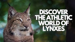 Lynxes [upl. by Mcgrath]