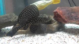 Gold Spot Pleco L001 [upl. by Llertnahs]