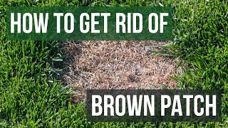 How to Get Rid of Brown Patch 4 Easy Steps [upl. by Lichter590]