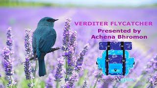 Verditer Flycatcher [upl. by Morris572]