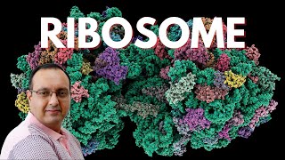 Ribosome Structure  Molecular Biology [upl. by Yelahc]