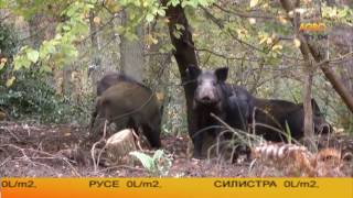 Набези на диви прасета унищожават реколтата в Странджанския край [upl. by Rosabelle792]