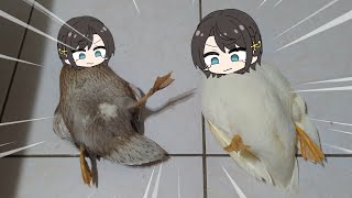 2 Subaru duck flipped over  Animal hololive [upl. by Philemon]