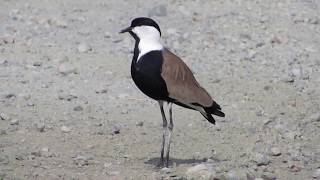 Spurwinged lapwing Vanellus spinosus Αγκαθοκαλημάνα ΠελλοκατερΊνα  Cyprus [upl. by Errehs]