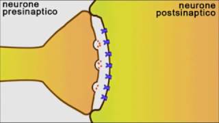Animazione sinapsi [upl. by Kostival]