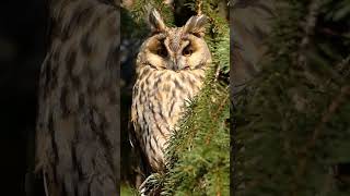 Longeared owl sounds [upl. by Lebyram]