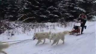 Schlittenhunderennen in Friedrichsbrunn im Harz [upl. by Erdnael]