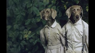 Artist William Wegman and his Weimaraner muses [upl. by Jase]