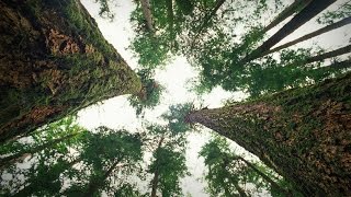 How trees talk to each other  Suzanne Simard [upl. by Malda]