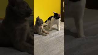 OREO e MUFFIN wrestling bed gatti cat gattini kitten muffineoreo cute [upl. by Aralc788]