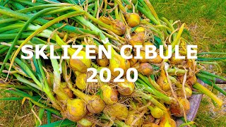 Sklizeň cibule 2020 [upl. by Aseefan137]