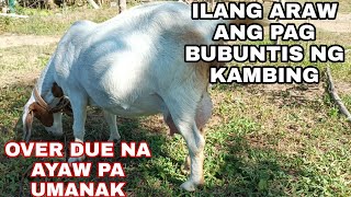 GOAT FARMING PHILIPPINES ILANG BUWAN O ARAW BAGO UMANAK ANG KAMBING [upl. by Ermengarde]