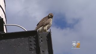 Hawk Attacks Dog On UWS [upl. by Tannenbaum]