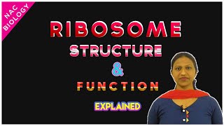 Ribosome Function and Structure  Explained  Class 11 Biology  NCERT  NEET [upl. by Annahsat]