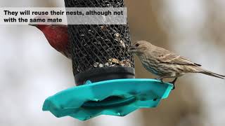 House Finch Facts  Birding in Canada [upl. by Isacco]