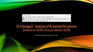 FIJI ImageJ Analysis of Branched Structures Skeletonize 2D3D amp Analyze Skeleton 2D3D [upl. by Clift]