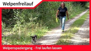 Welpenfreilauf ► Welpen ohne Leine frei laufen lassen ► Hundefreilauf [upl. by Disario]