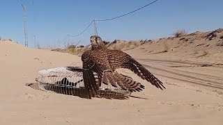 صيد صقر العوسق تصوير FHDهذا الصقر علق بسرعه فائقهThe best way to catch a falcon [upl. by Billie870]