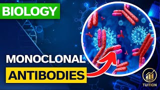 GCSE Biology Monoclonal Antibodies [upl. by Ainaznat]