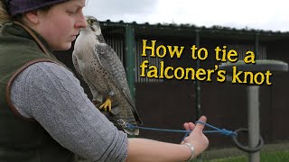 Falconry Basics  How to tie the falconers knot [upl. by Simson575]