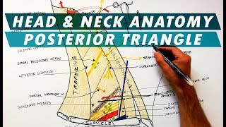 The Posterior Triangle of the Neck  Boundaries amp Content  Head amp Neck Anatomy [upl. by Aisenet879]