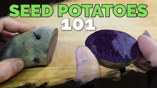 Seed Potatoes 101 How To Prepare Potatoes For Planting [upl. by Howlend]