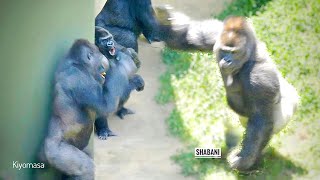 Huge Silverback Gorilla Shows Whos Boss  The Shabani Group [upl. by Ainit]