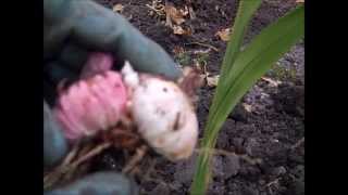 How to Winterize Gladiolus Bulbs [upl. by Vandyke]