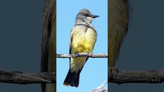 Cassins Kingbird Song Video Bird Nature Sounds for Sleep Relaxing [upl. by Claiborn]