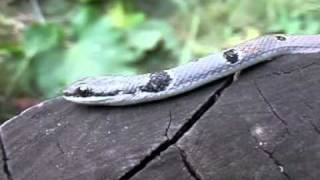 Platyceps collaris  Reddish Whip Snake  Черноврата стрелушка [upl. by Nagaer736]