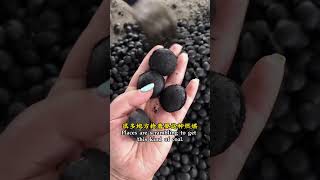 Cheap pulverized coal to do briquettes busy every day [upl. by Swanhildas659]