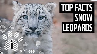 Top 10 Snow Leopard Facts  Animal Fun Facts  WWF [upl. by Meyeroff289]