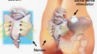 Function of Sacral nerve S5 [upl. by Cutty]