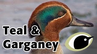 BTO Bird ID  Garganey amp Teal [upl. by Nnairak595]