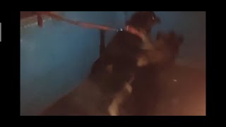 Rottweiler vs German shepherd fight [upl. by Havelock]