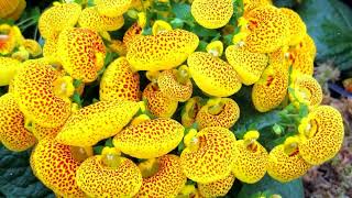 How to Grow Calceolaria [upl. by Enelloc]