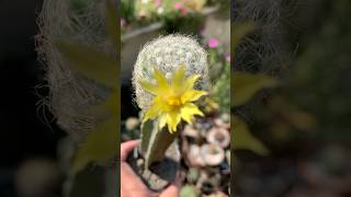 Mammillaria Baumii care gardeningvideos cactusflower cactus mammillaria farahgarden [upl. by Koralie]