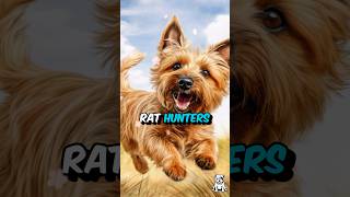 3 Fun Facts About Norwich Terrier Dogs shorts norwichterrier [upl. by Kloman]