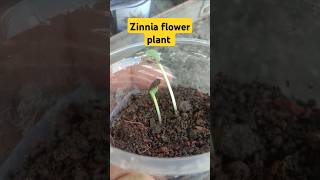 zinnia plant germinated seeds  how to grow zinnia plants from seeds  zinnia plant seeds  zinnia [upl. by Ociredef]