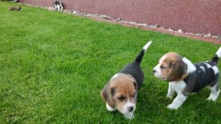 Beaglewelpen 2016 5 Wochen [upl. by Lean871]