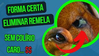 OLHOS CHEIOS DE REMELA E SECREÃ‡ÃƒO CACHORRO CEGO COLÃRIO CARO NÃƒO RESOLVE COMO CURAR OLHO REMELANDO [upl. by Stanfill]