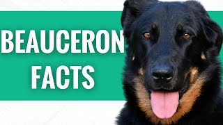 Beaucerons  Top 13 Facts [upl. by Anyah]